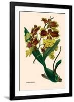 Orchid: Oncidium Mantinii-null-Framed Art Print