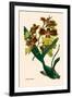 Orchid: Oncidium Mantinii-null-Framed Art Print