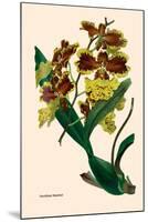 Orchid: Oncidium Mantinii-null-Mounted Art Print