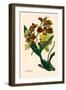 Orchid: Oncidium Mantinii-null-Framed Art Print