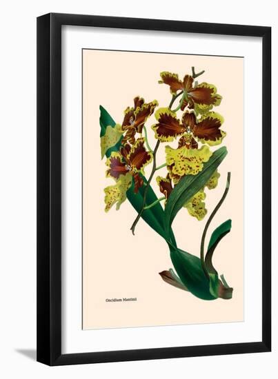 Orchid: Oncidium Mantinii-null-Framed Art Print