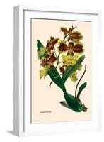 Orchid: Oncidium Mantinii-null-Framed Art Print