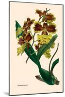 Orchid: Oncidium Mantinii-null-Mounted Art Print