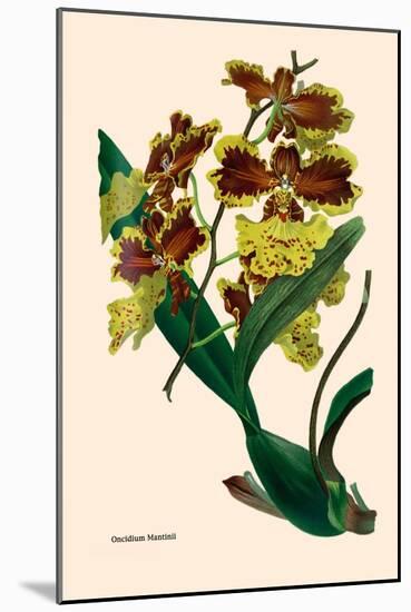 Orchid: Oncidium Mantinii-null-Mounted Art Print