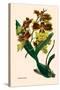 Orchid: Oncidium Mantinii-null-Stretched Canvas