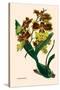 Orchid: Oncidium Mantinii-null-Stretched Canvas