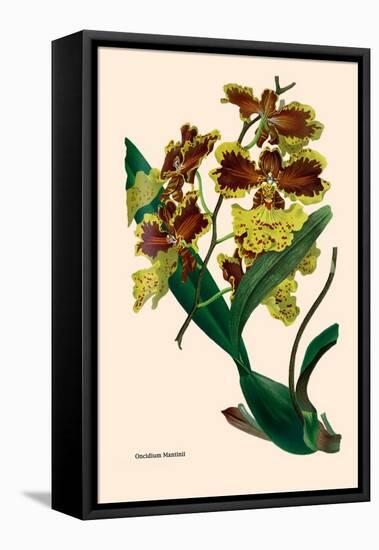 Orchid: Oncidium Mantinii-null-Framed Stretched Canvas