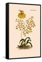 Orchid: Oncidium Varicosum-null-Framed Stretched Canvas