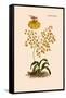 Orchid: Oncidium Varicosum-null-Framed Stretched Canvas