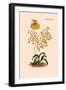 Orchid: Oncidium Varicosum-null-Framed Art Print