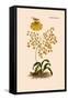 Orchid: Oncidium Varicosum-null-Framed Stretched Canvas