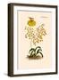 Orchid: Oncidium Varicosum-null-Framed Art Print