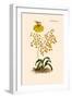 Orchid: Oncidium Varicosum-null-Framed Art Print