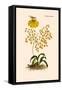 Orchid: Oncidium Varicosum-null-Framed Stretched Canvas