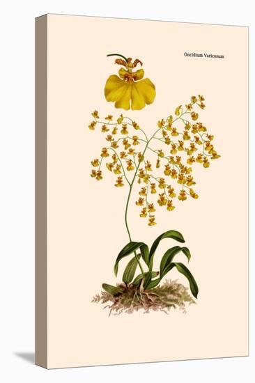 Orchid: Oncidium Varicosum-null-Stretched Canvas