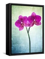 Orchid, Orchidacea, Flower, Blossom, Plant, Still Life, Green, Pink, Pink, Leaves-Axel Killian-Framed Stretched Canvas