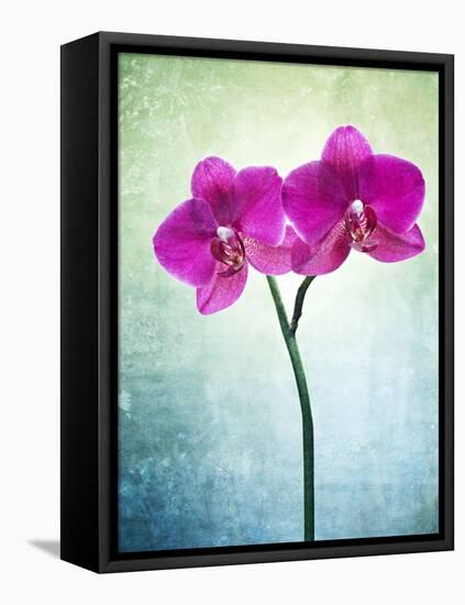 Orchid, Orchidacea, Flower, Blossom, Plant, Still Life, Green, Pink, Pink, Leaves-Axel Killian-Framed Stretched Canvas