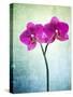 Orchid, Orchidacea, Flower, Blossom, Plant, Still Life, Green, Pink, Pink, Leaves-Axel Killian-Stretched Canvas