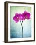 Orchid, Orchidacea, Flower, Blossom, Plant, Still Life, Green, Pink, Pink, Leaves-Axel Killian-Framed Photographic Print