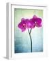 Orchid, Orchidacea, Flower, Blossom, Plant, Still Life, Green, Pink, Pink, Leaves-Axel Killian-Framed Photographic Print