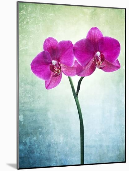 Orchid, Orchidacea, Flower, Blossom, Plant, Still Life, Green, Pink, Pink, Leaves-Axel Killian-Mounted Photographic Print