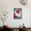 Orchid, Orchidacea, Flower, Blossoms, Plant, Still Life, Green, Pink-Axel Killian-Photographic Print displayed on a wall