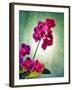 Orchid, Orchidacea, Flower, Blossoms, Plant, Still Life, Green, Pink-Axel Killian-Framed Photographic Print