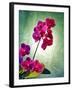 Orchid, Orchidacea, Flower, Blossoms, Plant, Still Life, Green, Pink-Axel Killian-Framed Photographic Print