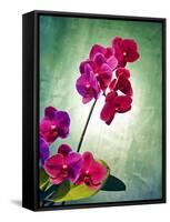 Orchid, Orchidacea, Flower, Blossoms, Plant, Still Life, Green, Pink-Axel Killian-Framed Stretched Canvas