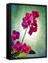 Orchid, Orchidacea, Flower, Blossoms, Plant, Still Life, Green, Pink-Axel Killian-Framed Stretched Canvas