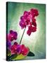 Orchid, Orchidacea, Flower, Blossoms, Plant, Still Life, Green, Pink-Axel Killian-Stretched Canvas