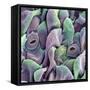 Orchid Petal, SEM-Steve Gschmeissner-Framed Stretched Canvas