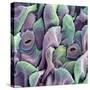 Orchid Petal, SEM-Steve Gschmeissner-Stretched Canvas