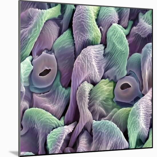 Orchid Petal, SEM-Steve Gschmeissner-Mounted Premium Photographic Print