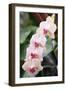 Orchid (Phalaenopsis Sp.)-Maria Mosolova-Framed Photographic Print