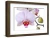 Orchid, Phalaenopsis Spec., Detail, Blooms, Buds-Herbert Kehrer-Framed Photographic Print