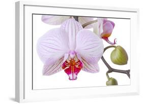 Orchid, Phalaenopsis Spec., Detail, Blooms, Buds-Herbert Kehrer-Framed Photographic Print