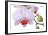 Orchid, Phalaenopsis Spec., Detail, Blooms, Buds-Herbert Kehrer-Framed Photographic Print