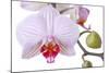 Orchid, Phalaenopsis Spec., Detail, Blooms, Buds-Herbert Kehrer-Mounted Photographic Print