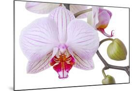 Orchid, Phalaenopsis Spec., Detail, Blooms, Buds-Herbert Kehrer-Mounted Photographic Print