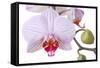 Orchid, Phalaenopsis Spec., Detail, Blooms, Buds-Herbert Kehrer-Framed Stretched Canvas