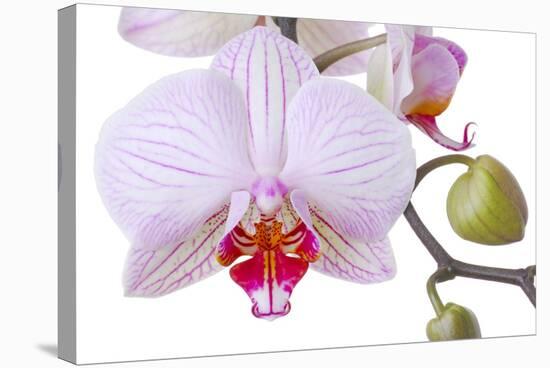 Orchid, Phalaenopsis Spec., Detail, Blooms, Buds-Herbert Kehrer-Stretched Canvas