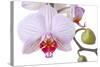 Orchid, Phalaenopsis Spec., Detail, Blooms, Buds-Herbert Kehrer-Stretched Canvas