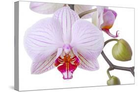 Orchid, Phalaenopsis Spec., Detail, Blooms, Buds-Herbert Kehrer-Stretched Canvas