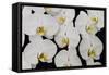 Orchid Phalaenopsis White-Charles Bowman-Framed Stretched Canvas