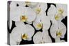 Orchid Phalaenopsis White-Charles Bowman-Stretched Canvas