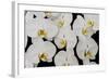 Orchid Phalaenopsis White-Charles Bowman-Framed Photographic Print