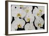 Orchid Phalaenopsis White-Charles Bowman-Framed Photographic Print