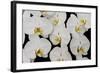 Orchid Phalaenopsis White-Charles Bowman-Framed Photographic Print