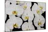 Orchid Phalaenopsis White-Charles Bowman-Mounted Photographic Print